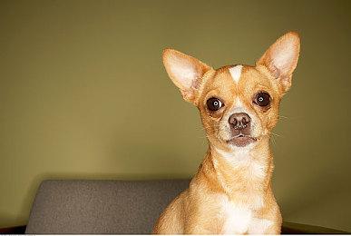 功能多样 Xbox Series S造型烤面包机现身网络